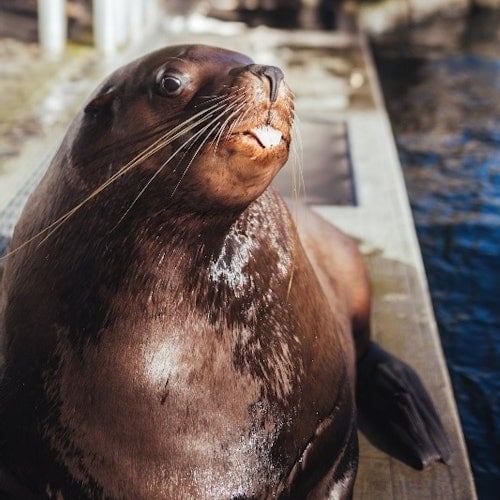 Vancouver Aquarium: Entry Ticket — gallery 1