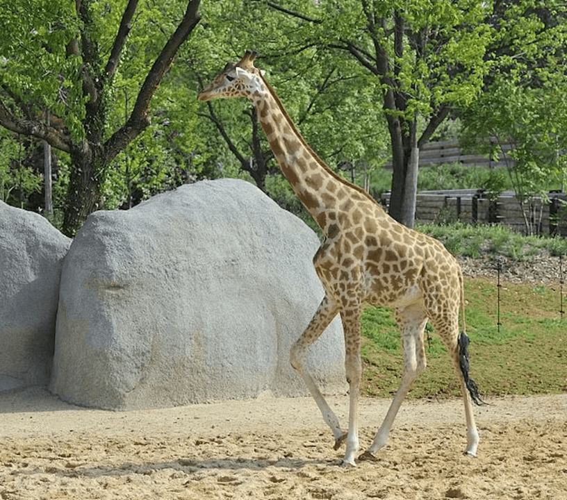 Paris Zoological Park: Entry Ticket