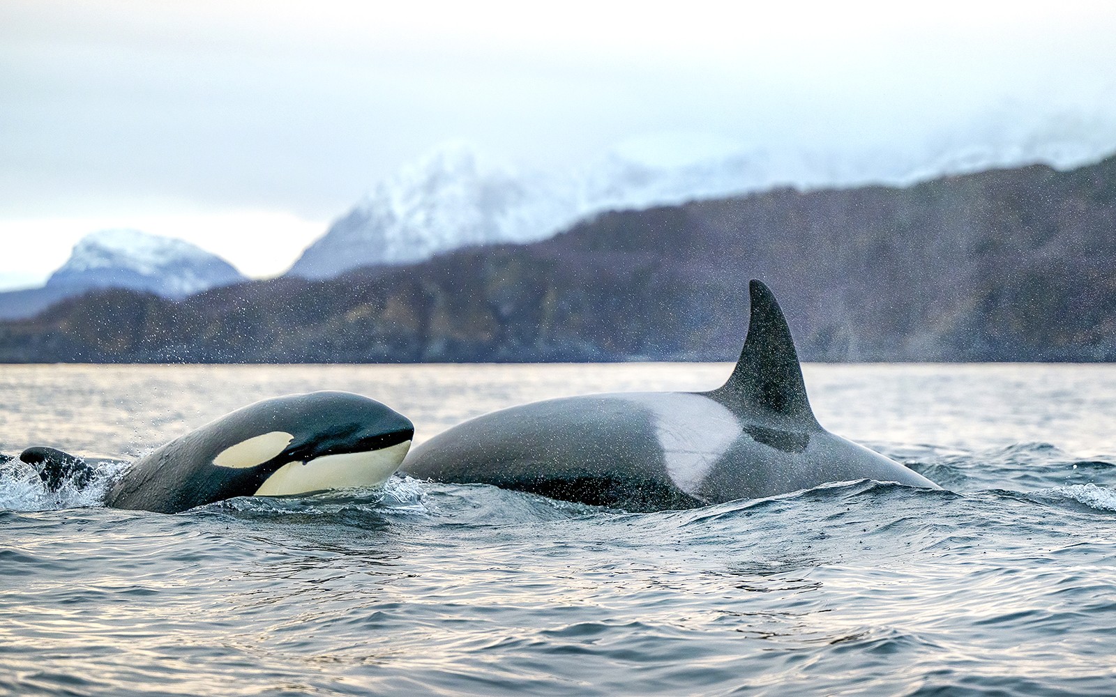 From Tromso: Whale Safari on RIB — gallery 1