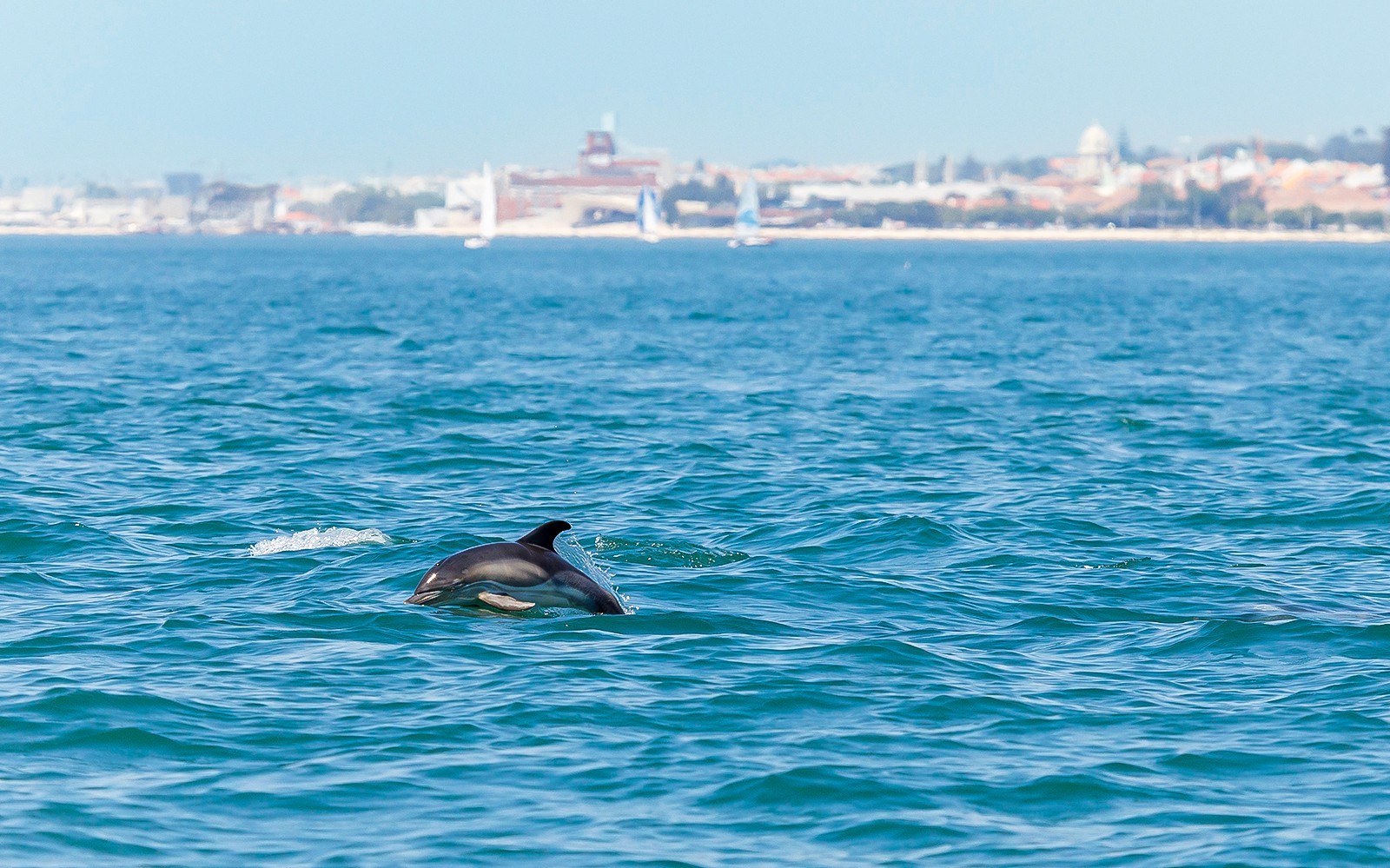 Lisbon Dolphin Watching Cruise — gallery 3