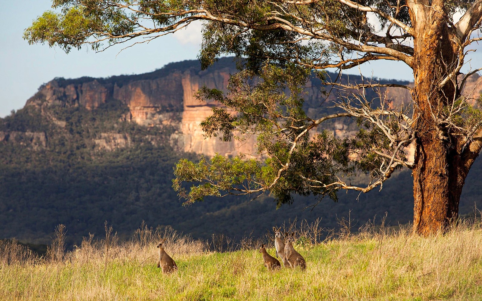 Blue Mountains Sunset Tour: Wentworth Falls Bushwalks, Wildlife & Lookouts