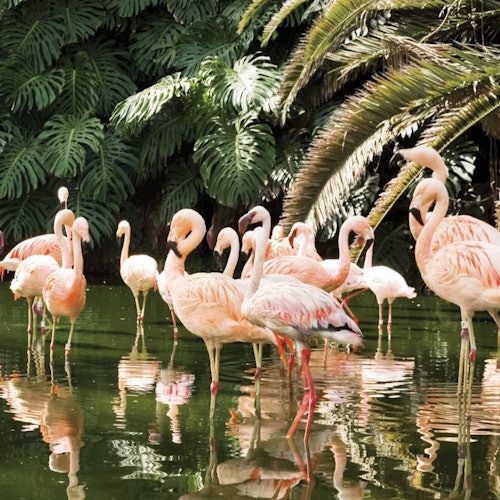 Loro Parque: Entry Ticket + All-Inclusive Pass