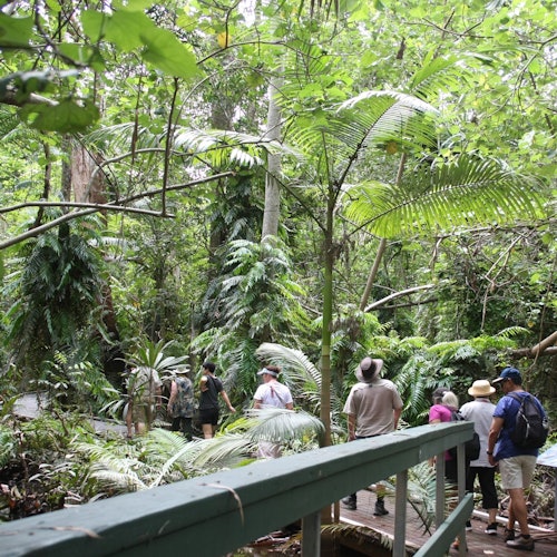 Barron Falls, Cattana Wetlands & Skyrail Rainforest Cableway: Tour + Lunch — gallery 2