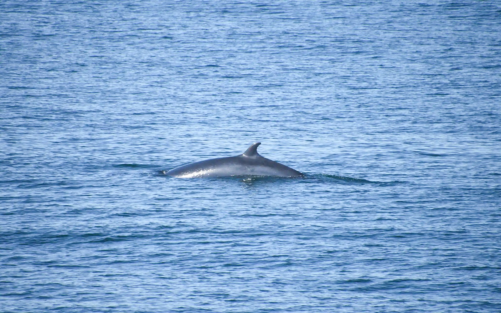 Reykjavik: Whale Watching Tour on RIB Speedboat — gallery 3