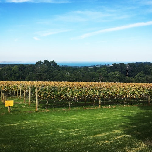 Mornington Peninsula: Day Tour + Gondola Ride + Lunch + Wine & Chocolate Tasting — gallery 4