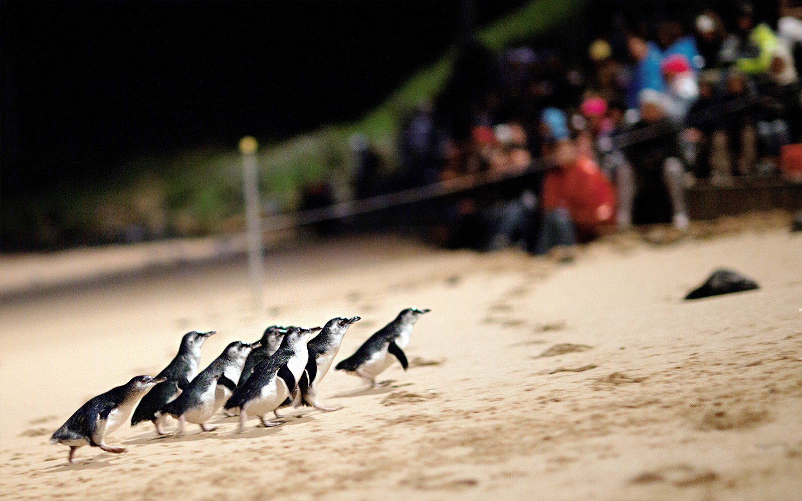 Phillip Island Nature Parks Penguin Parade Tickets