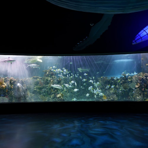 Inbursa Aquarium in Mexico City: Entrance Ticket — gallery 1