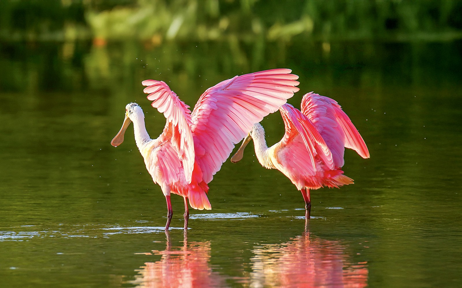 Everglades National Park: Airboat Tour with Reptile Exhibit — gallery 4