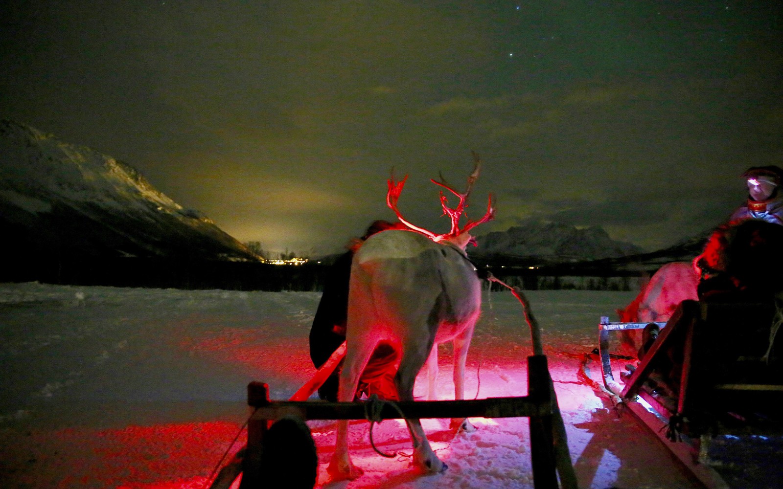 Tromso: Northern Lights, Reindeer and Sami Experiences