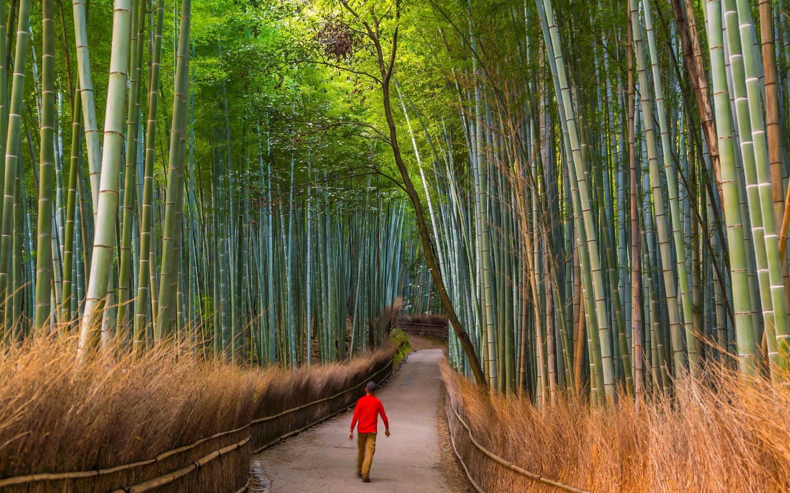Kyoto & Nara by Private Car: Temples, Deer Park & Scenic Stops — gallery 2