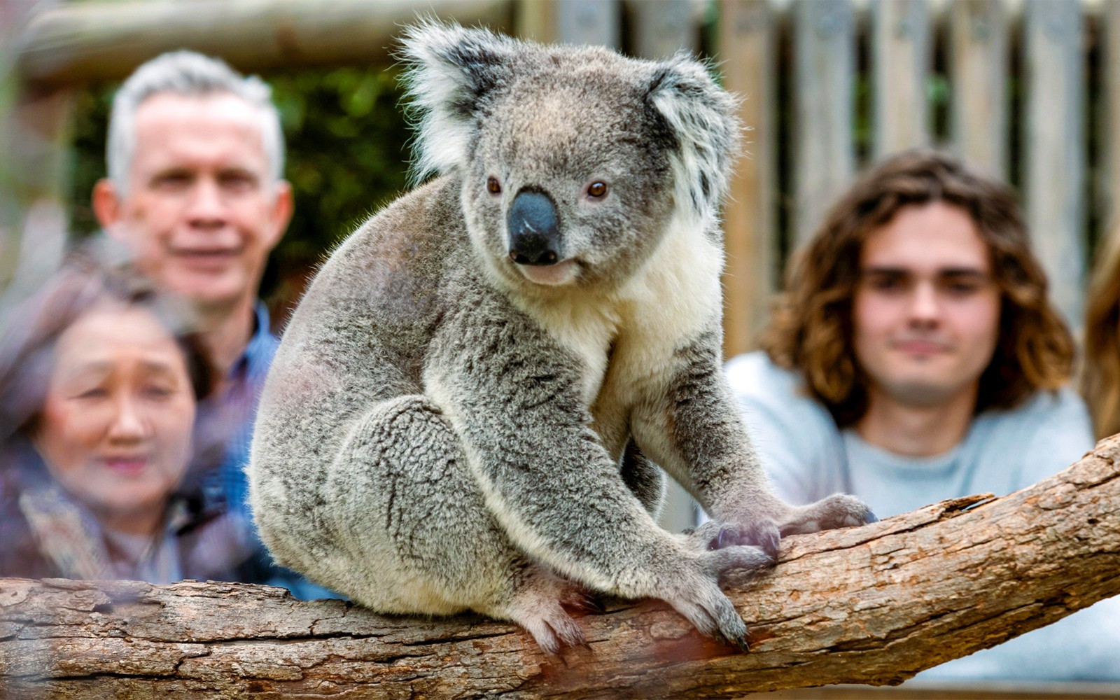 From Melbourne: Brighton Beach, Moonlit Sanctuary & Phillip Island Day Trip with Penguin Parade