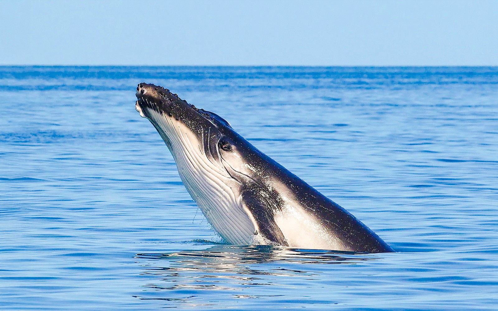 From Hervey Bay: Half-Day Whale Watching Cruise — gallery 3