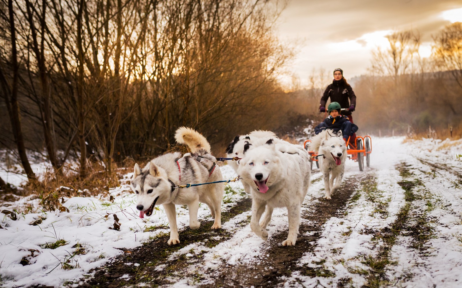 From Krakow: Tatra Mountains Dog Sledding Tour — gallery 1