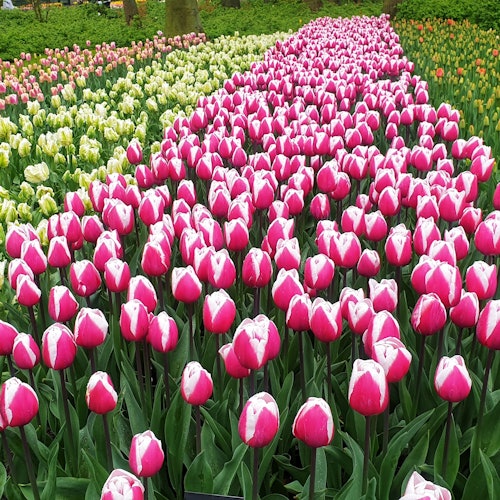 Keukenhof: Tulip Tour + Delft City Tour from Amsterdam — gallery 3