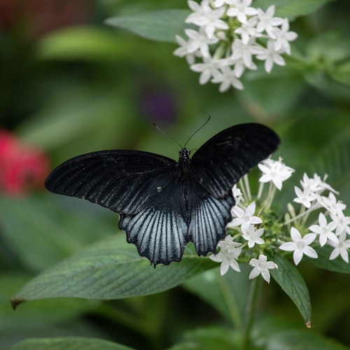Cockrell Butterfly Center at the Houston Museum of Natural Science: Entry Ticket — gallery 2