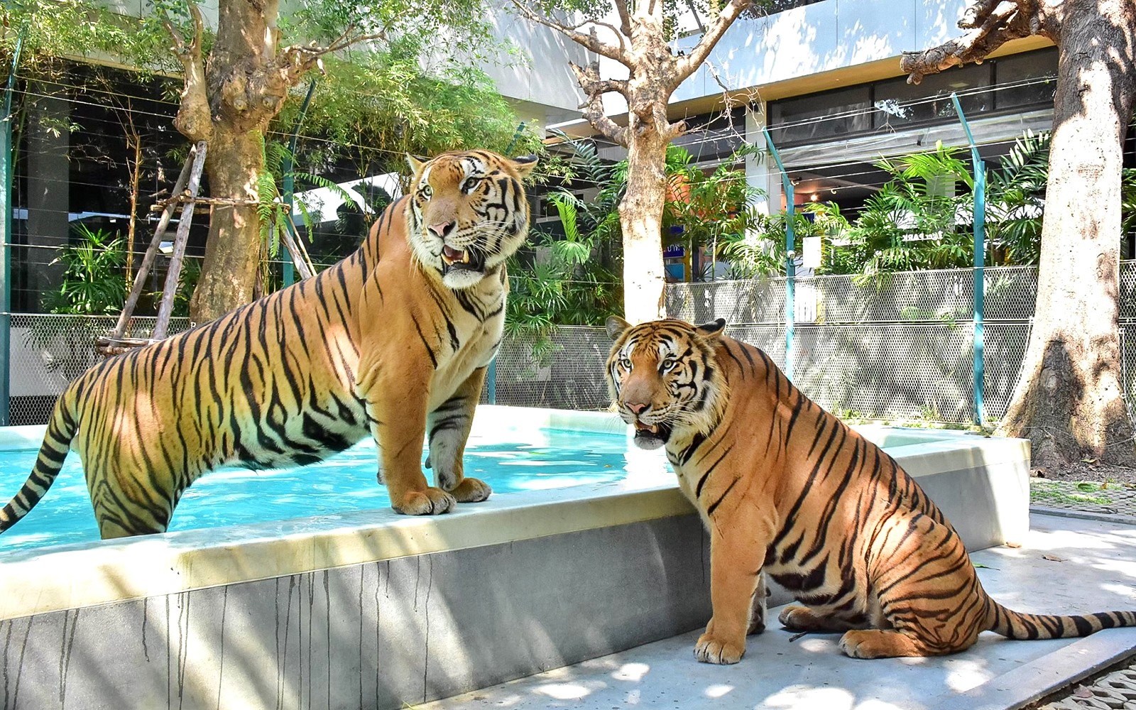 Tiger Park Tickets: Non-Thai Residents