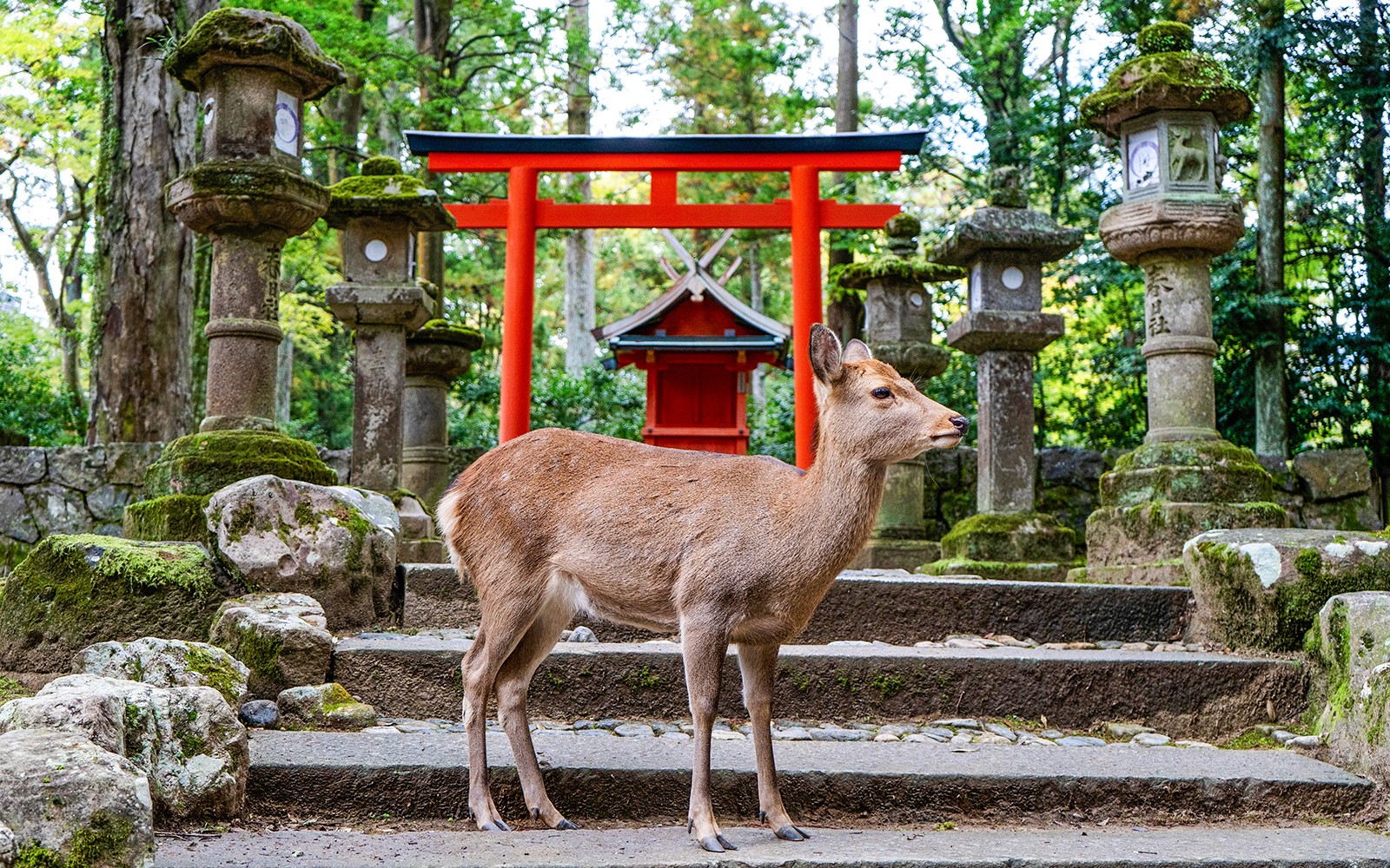 Kyoto & Nara by Private Car: Temples, Deer Park & Scenic Stops — gallery 1