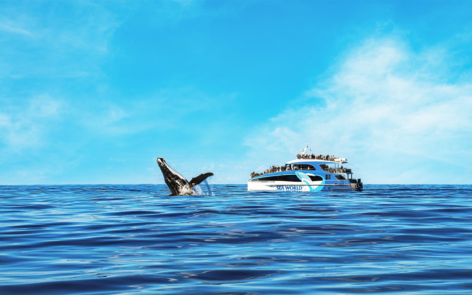 Premium Whale Watching Cruise by SeaWorld — gallery 2