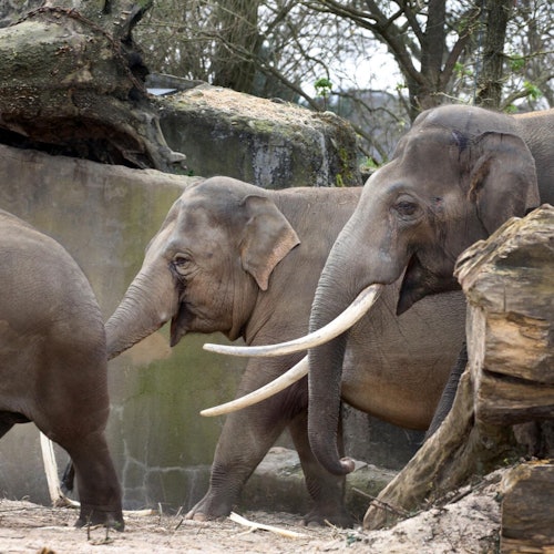 ARTIS Amsterdam Royal Zoo: Entry Ticket — gallery 3