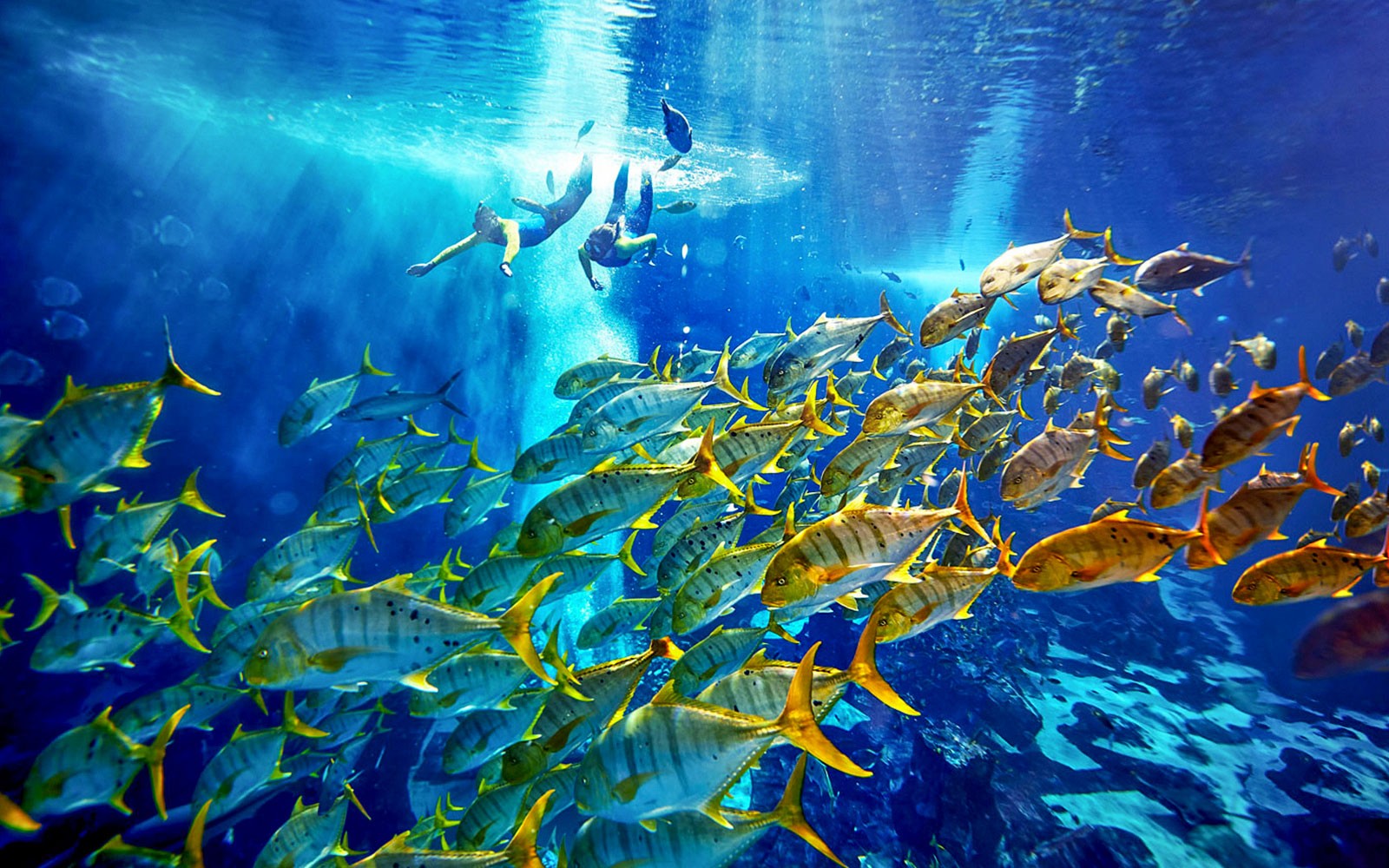 Atlantis Snorkeling & Scuba Diving — gallery 2