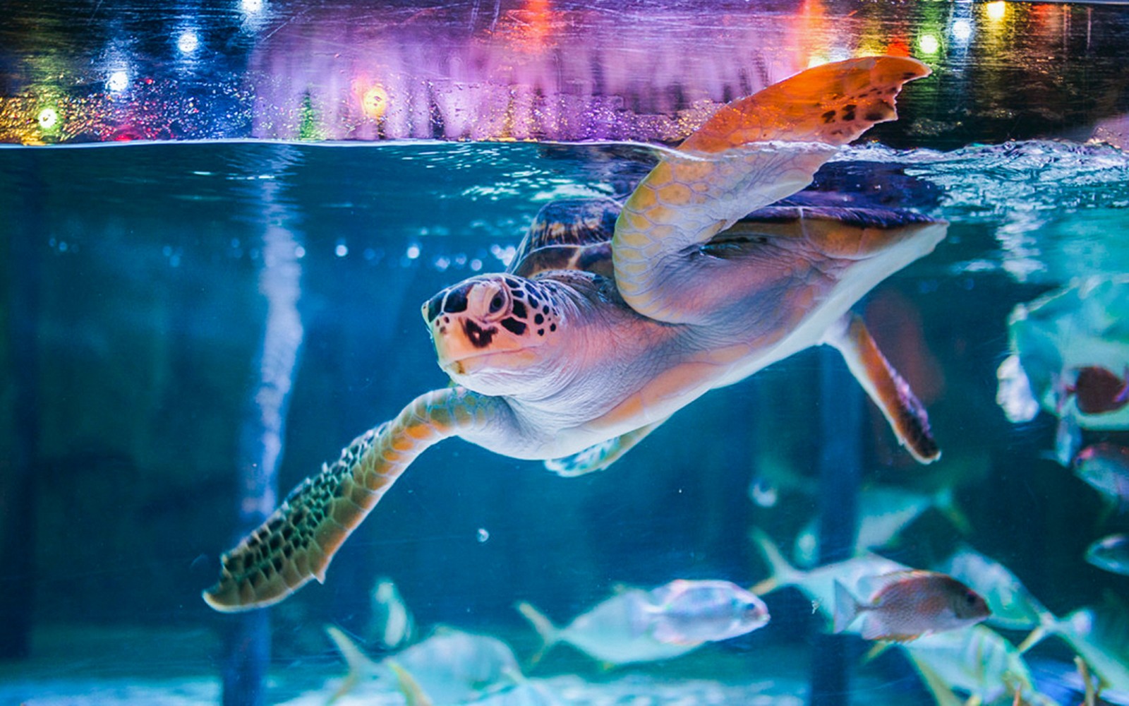 COMBO: SEA LIFE Bangkok + Madame Tussauds Bangkok Tickets — gallery 5