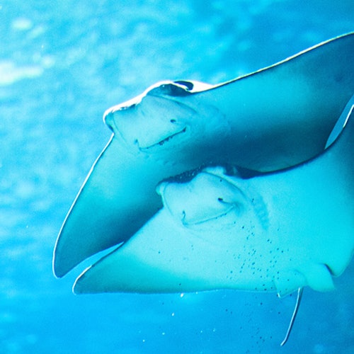 Gardaland SEA LIFE Aquarium: Entry Ticket