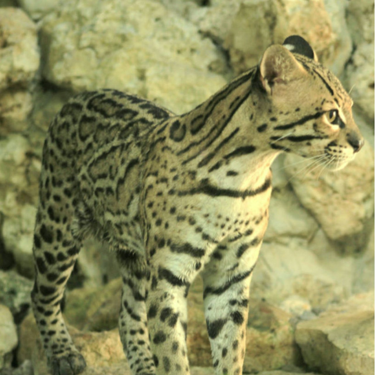 Croco Cun Zoo: Fast Track Ticket