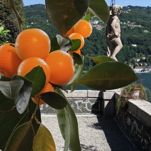 Isola Madre and Isola Bella: Hop-on Hop-off Boat Tour — gallery 3