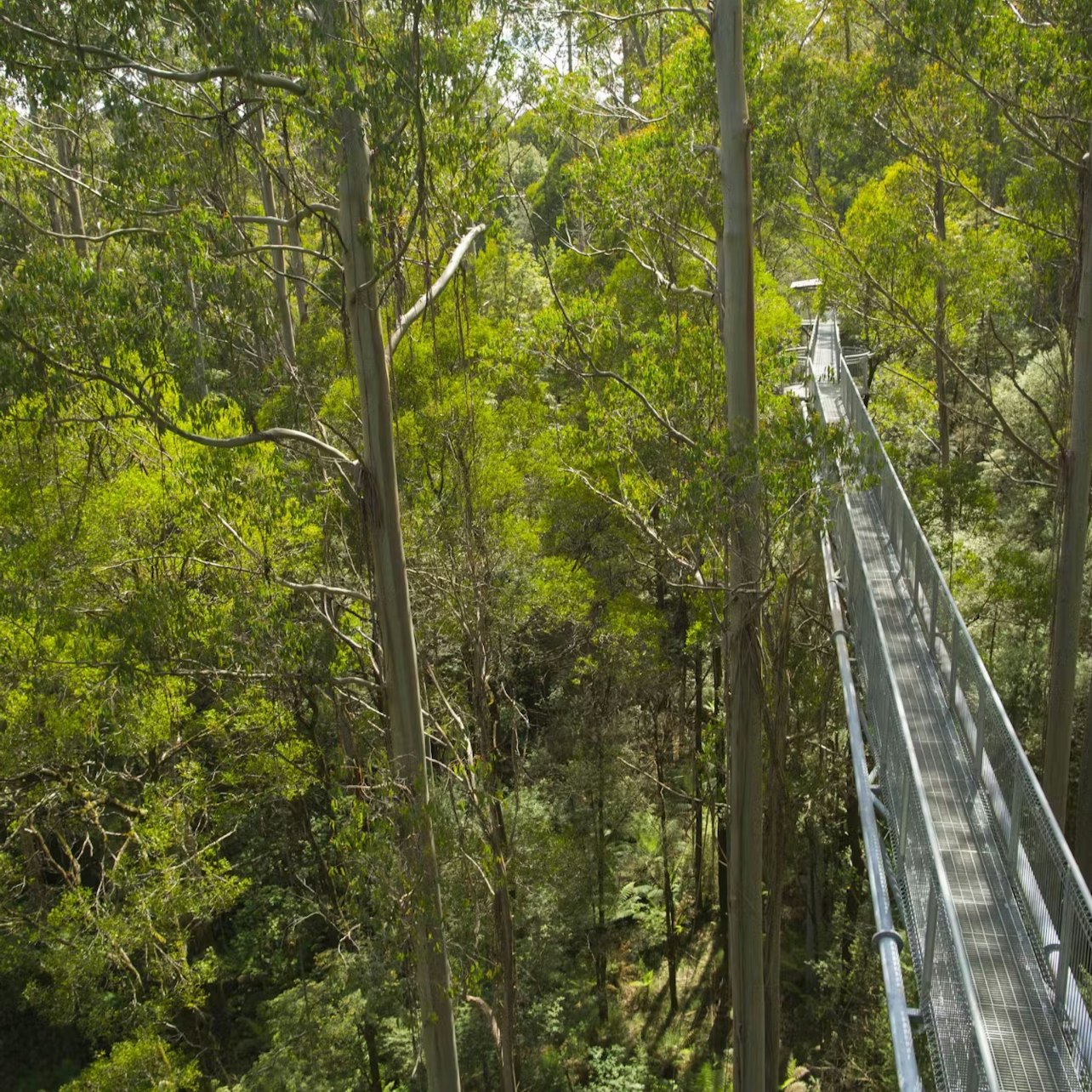Otway Fly Treetop Adventures: Treetop Walk