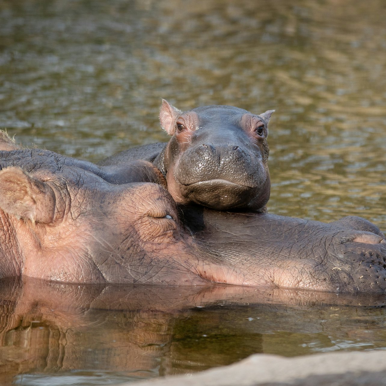 Copenhagen ZOO: Skip The Line Ticket