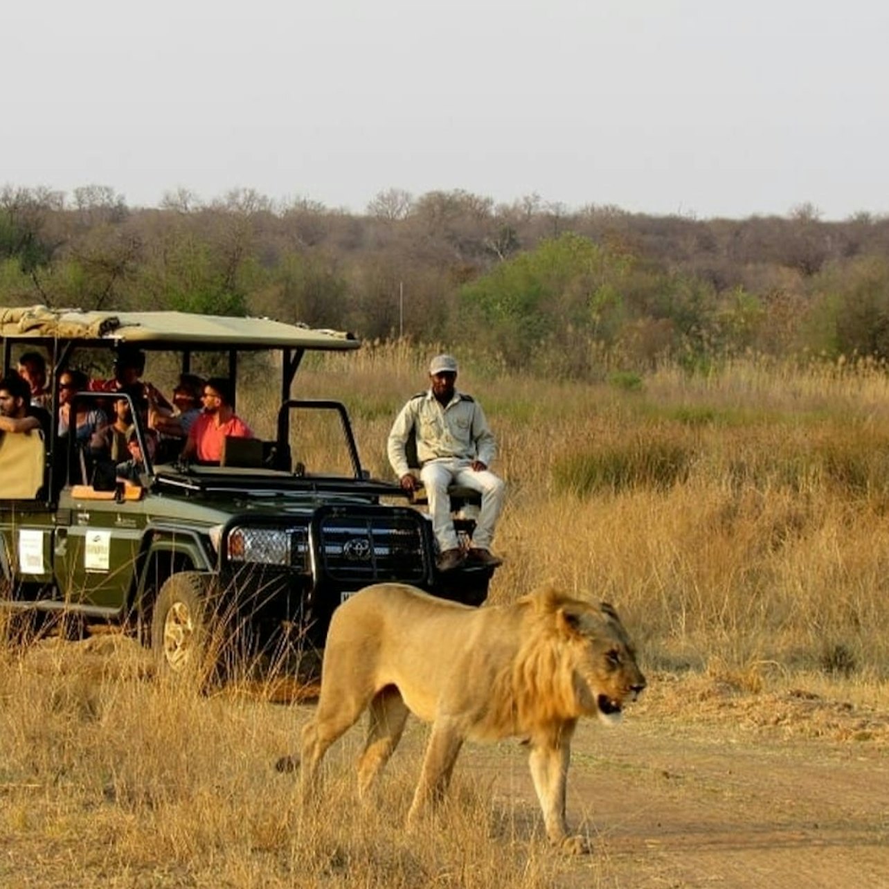Cape Town: Full-Day Guided Safari + Roundtrip Transfer + Lunch — gallery 3