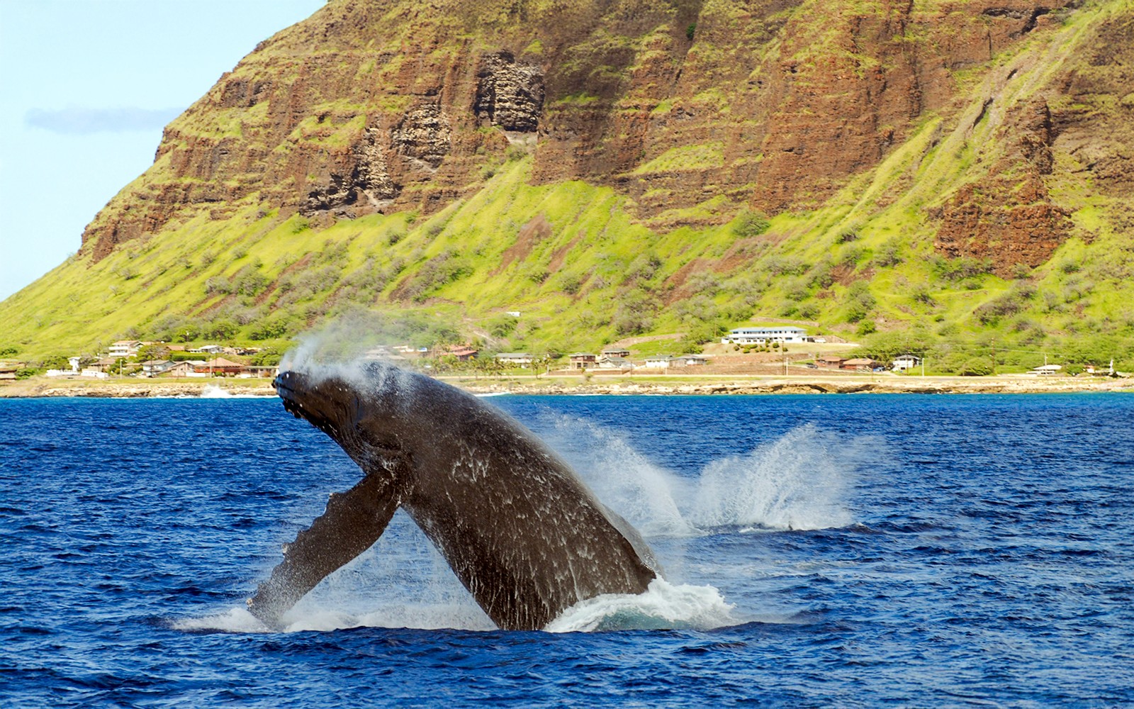 Waikiki Marine Life Tour — gallery 2