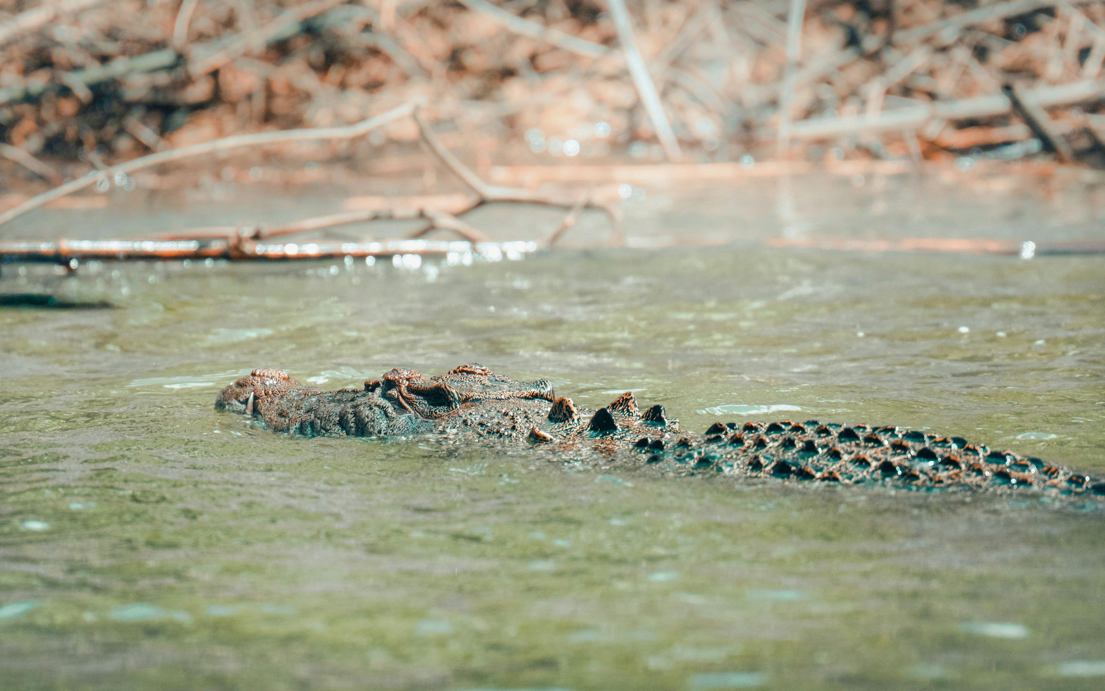Daintree River Guided Crocodile & Wildlife Experience Cruise