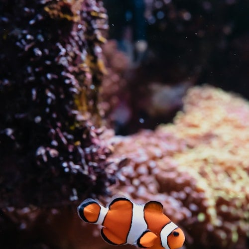 Aquarium du Grand Lyon: Entry Ticket — gallery 3