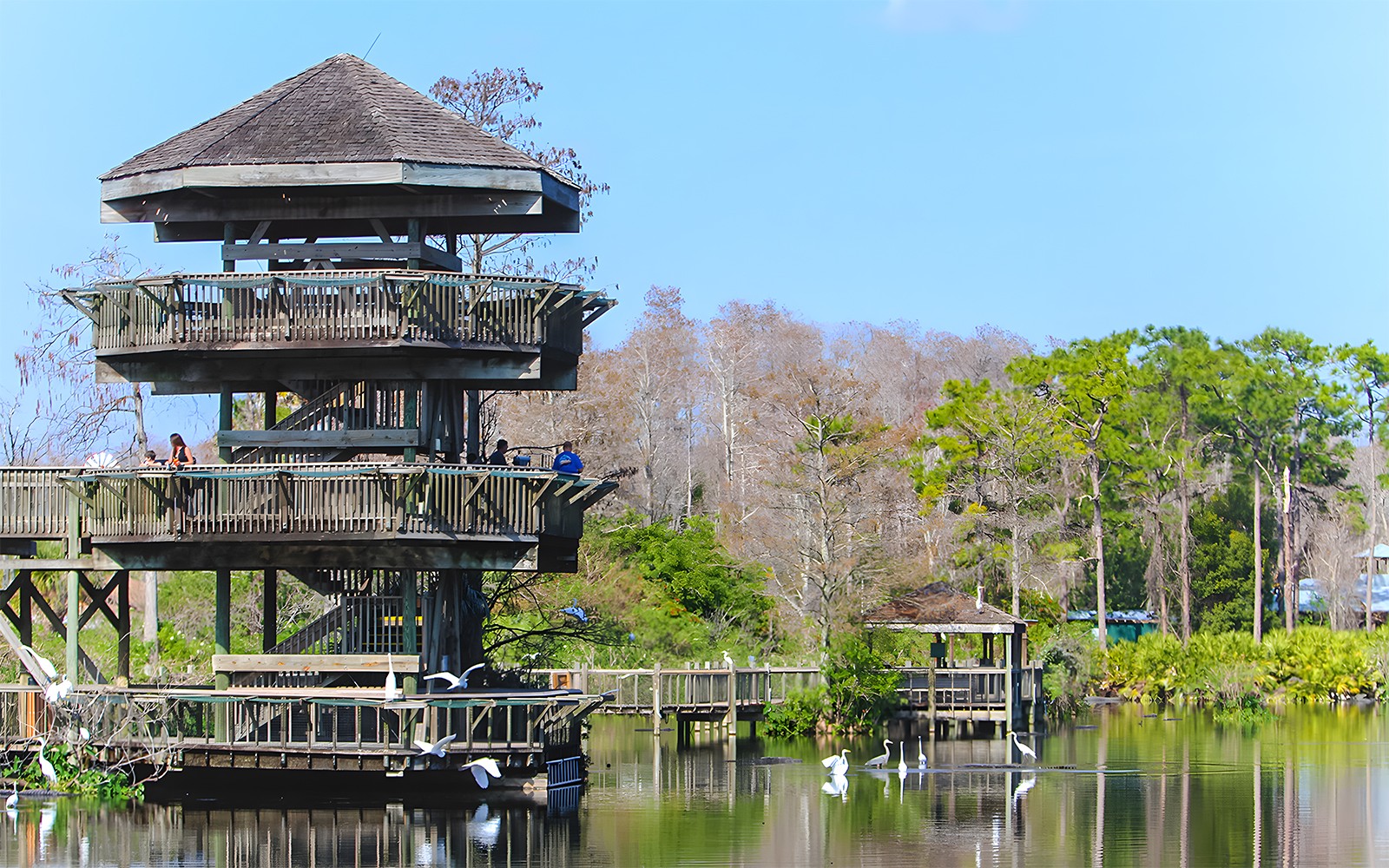 Gatorland Tickets with Screamin’ Gator Zip Line Access — gallery 4
