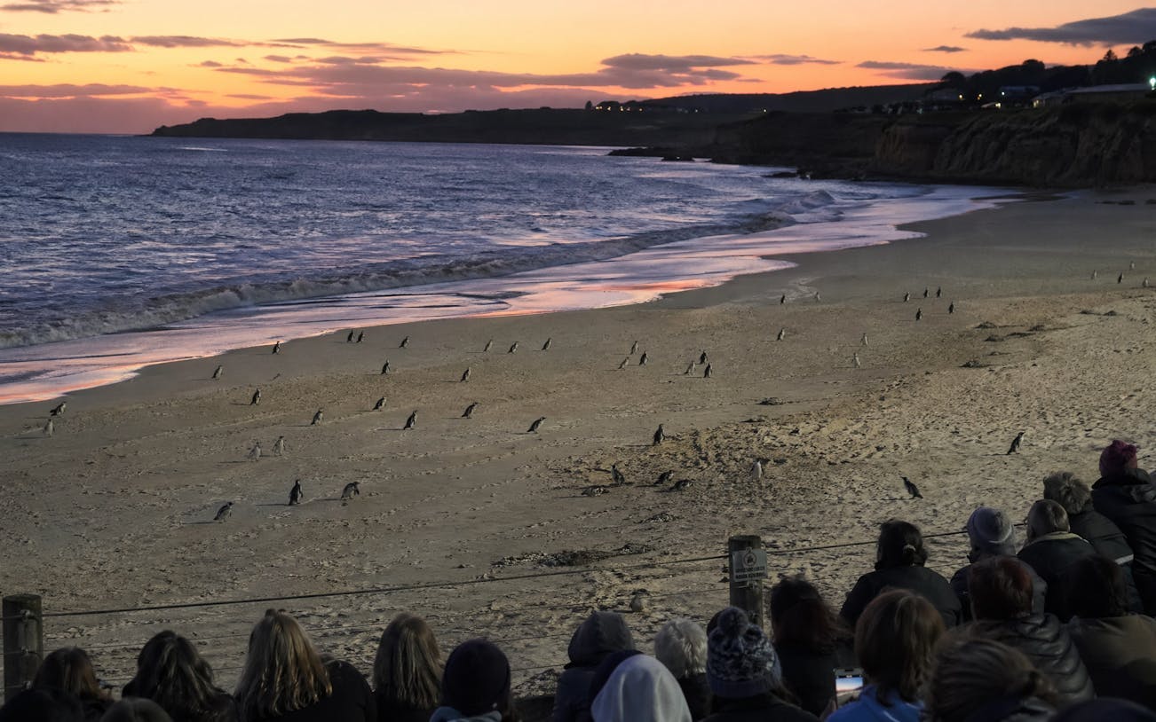 Philip Island — Penguin Parade Private Tour