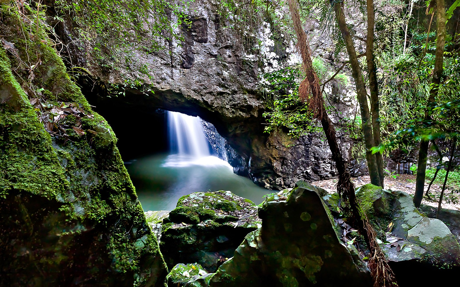 Natural Bridge & Springbrook Waterfalls Tour