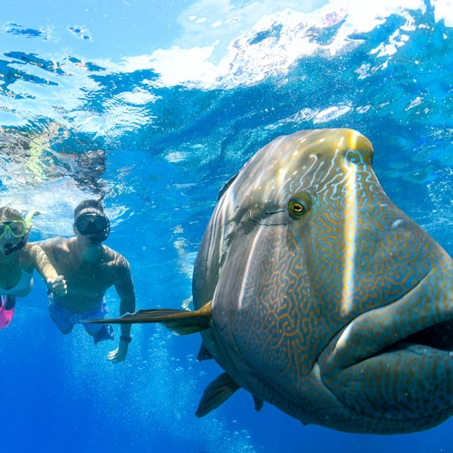 Great Barrier Reef & Daintree Rainforest: 2-Day Tour from Cairns + Lunch — gallery 3