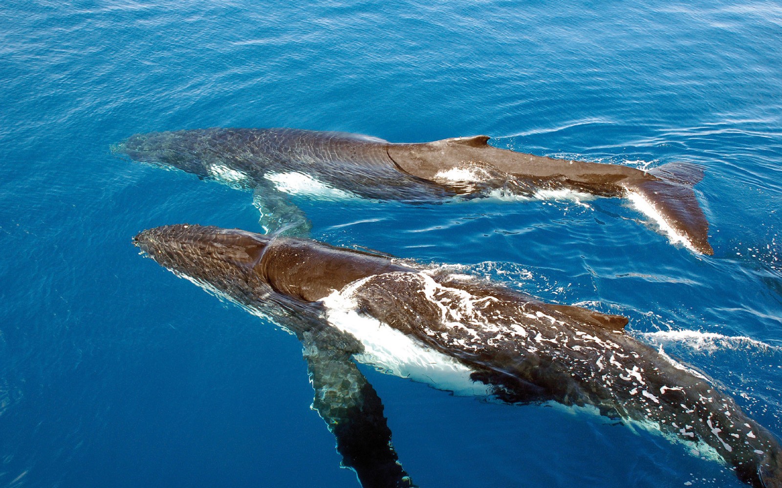 Sydney Whale Watching Cruise with Onboard Buffet