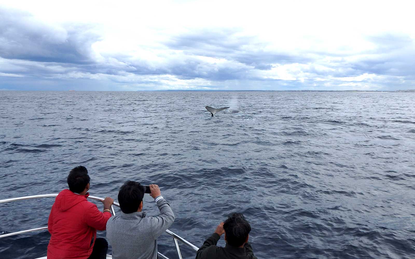 Sydney Small Boat Whale Watching Cruise