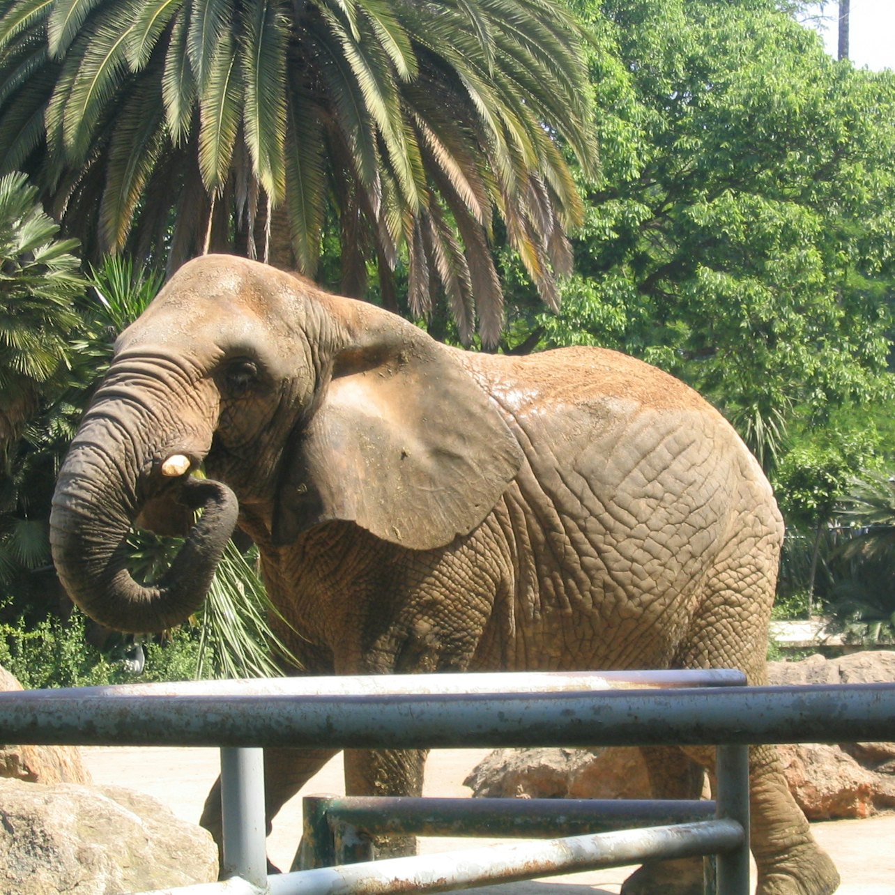 巴塞隆納動物園 + 水族館通行證 — gallery 5