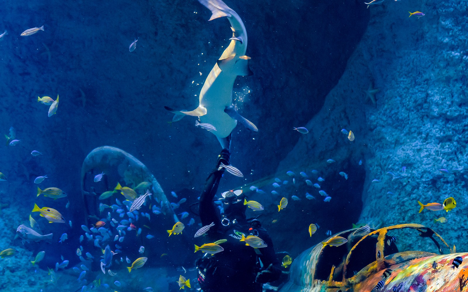 Tickets to National Aquarium Abu Dhabi with Bu Tinah Dhow Experience
