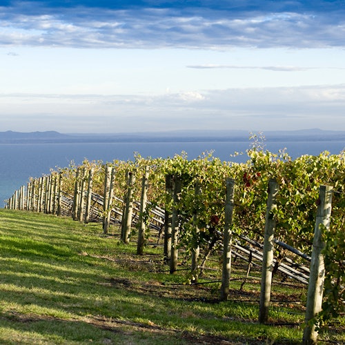 Around the Bay: Day Trip from Melbourne with Food & Wine Tastings — gallery 4