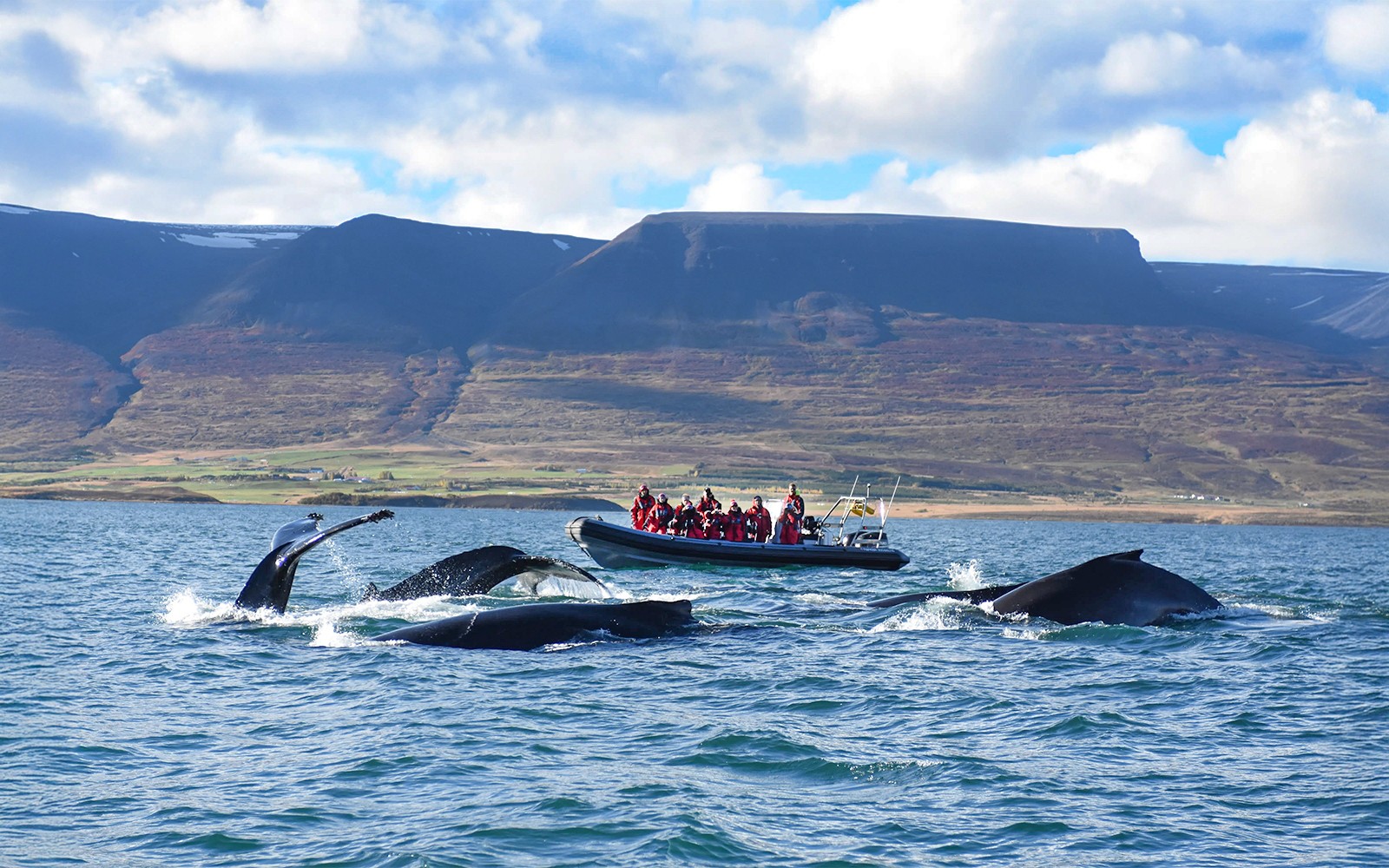 Akureyri: Whale Watching Tour on RIB Speedboat — gallery 1