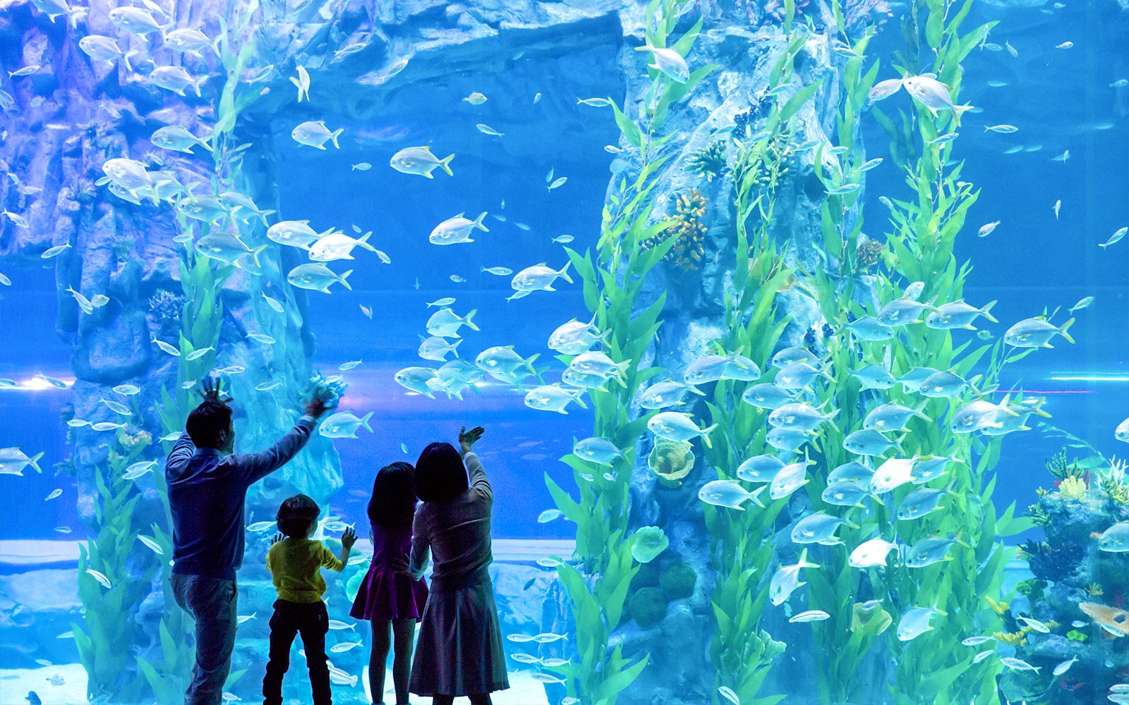 Combo (Save 38%): Lotte World and Aquarium + Seoul Sky Observatory Tickets