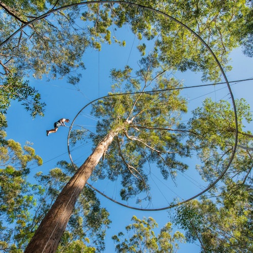 Western Sydney: Treetops Adventure — gallery 1