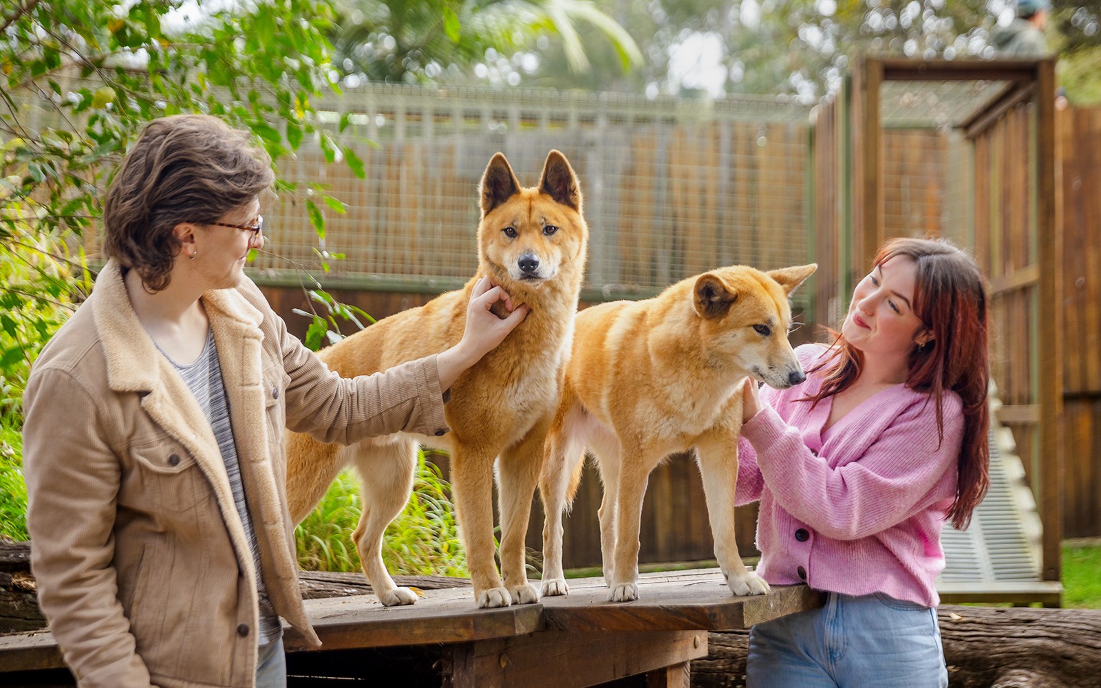 Lone Pine Koala Sanctuary Tickets — gallery 1