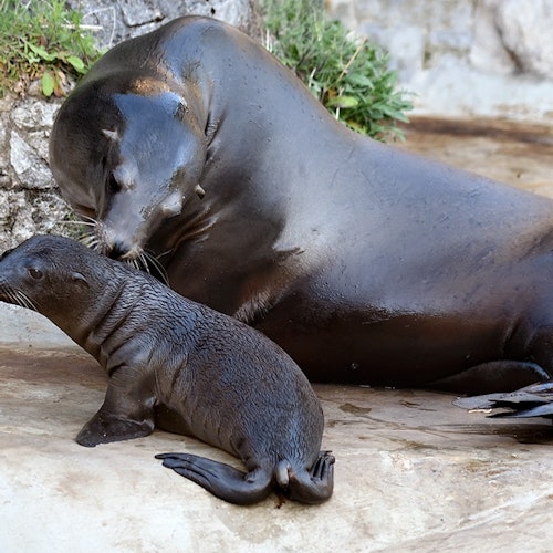 Cologne Zoo & Aquarium: Entry Ticket — gallery 5