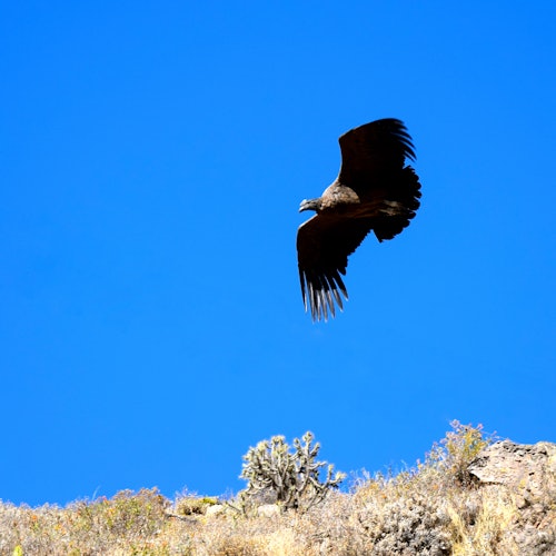 Sacred Valley Day Trip from Cusco — gallery 3