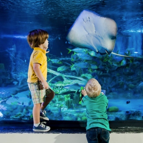 SEA LIFE Michigan: Entry Ticket